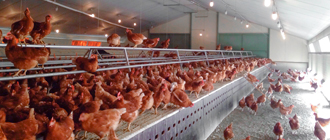 Resultados de producción en gallinas ecológicas